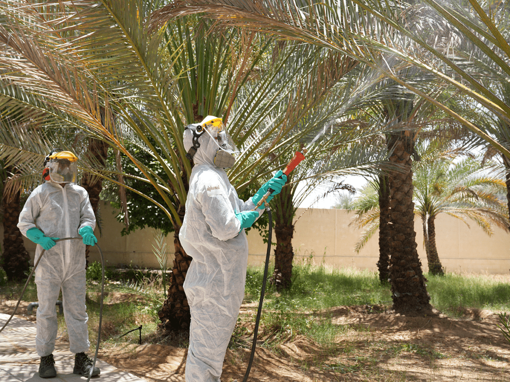 Date spraying